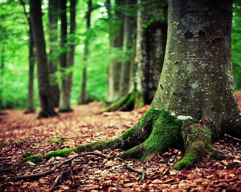 natural trunk, bark, cool, forest, green, leaves, nature, new, tree, HD wallpaper