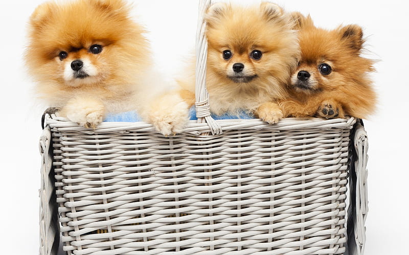 Pomeranian Spitz, little fluffy puppies, dogs, pets, puppies in the basket, Spitz, HD wallpaper