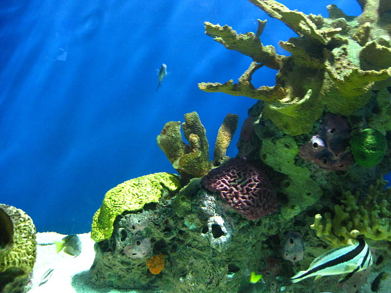 fish, zoo, coral, tank, HD wallpaper