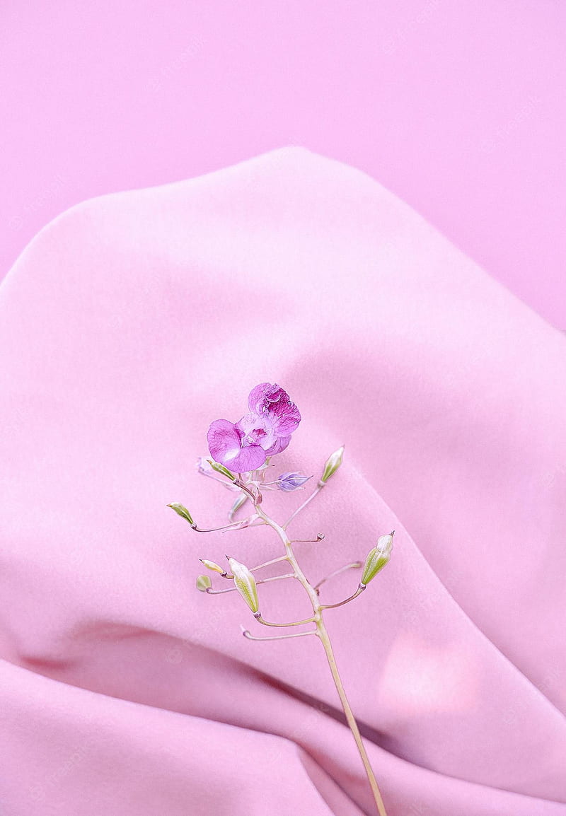 Premium . Purple flower on pink silk fabric background. aesthetic minimal . summer spring floral plant composition, Pink Summer Flowers, HD phone wallpaper
