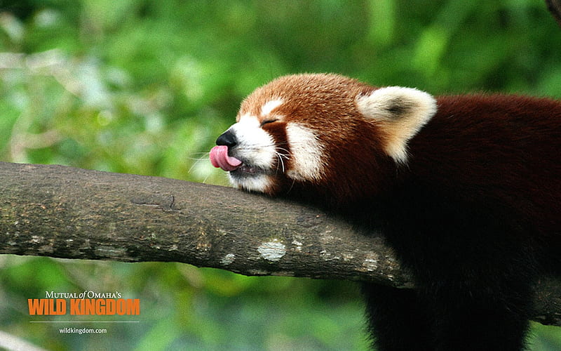 red panda, HD wallpaper