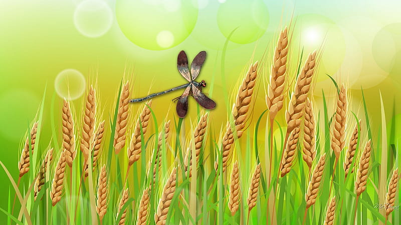 Grains of Gold, fall, autumn, grass, wheat, crop, country, bokeh, green, bubbles, dragonfly, field, oats, HD wallpaper