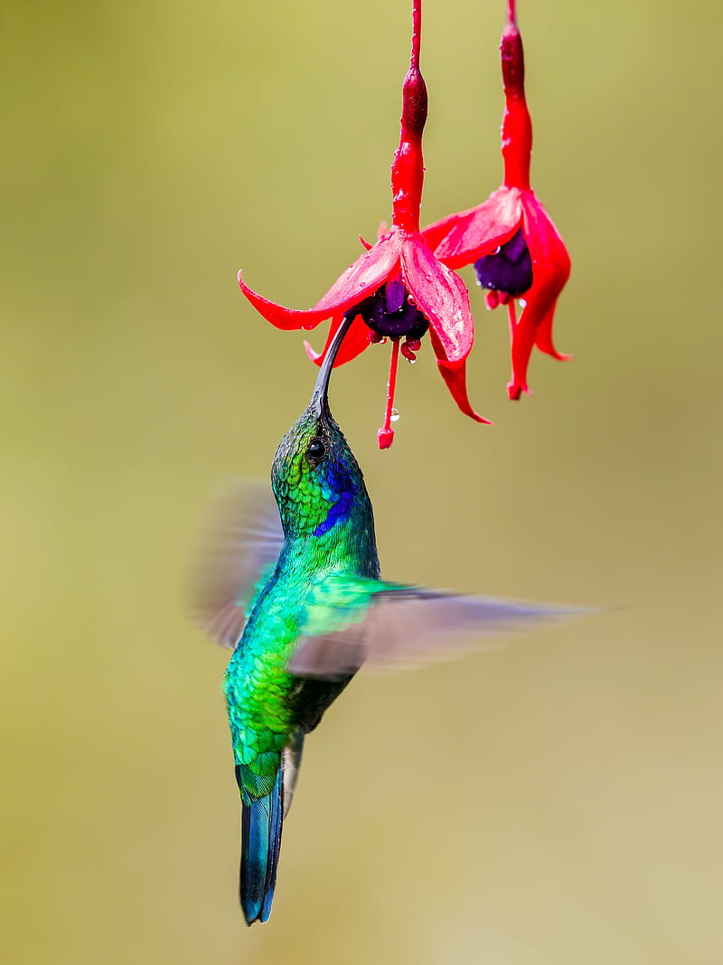 hummingbird, bird, wings, bright, fuchsia, flowers, HD phone wallpaper
