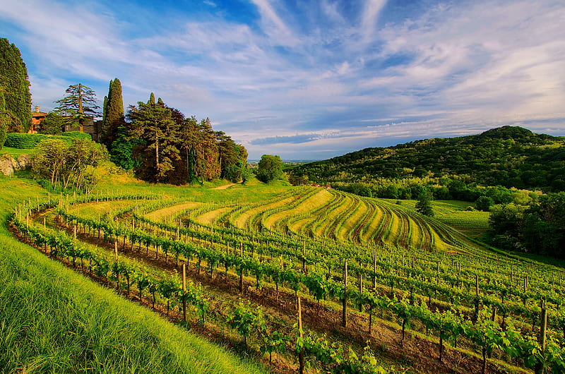 Wine Vineyard, Fields, Landscapes, Nature, Vineyards, HD wallpaper
