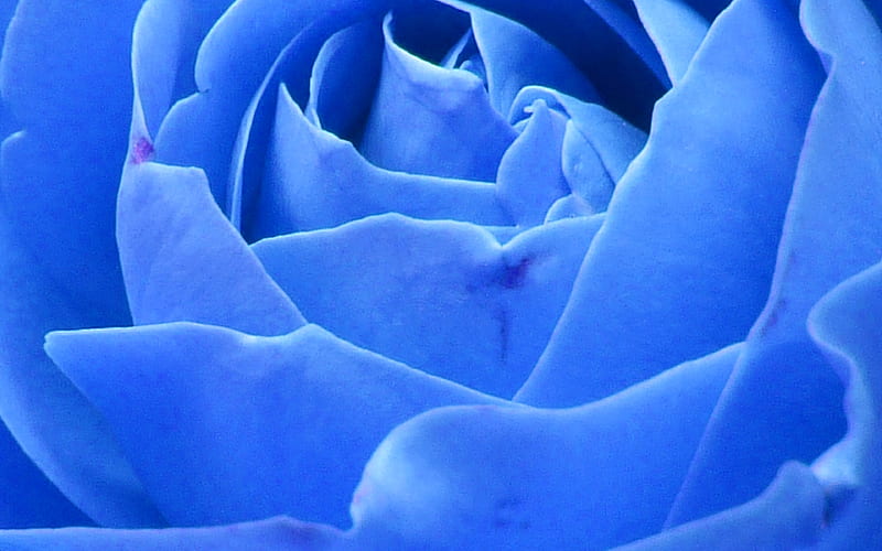 rose, blue, nature, flower, HD wallpaper
