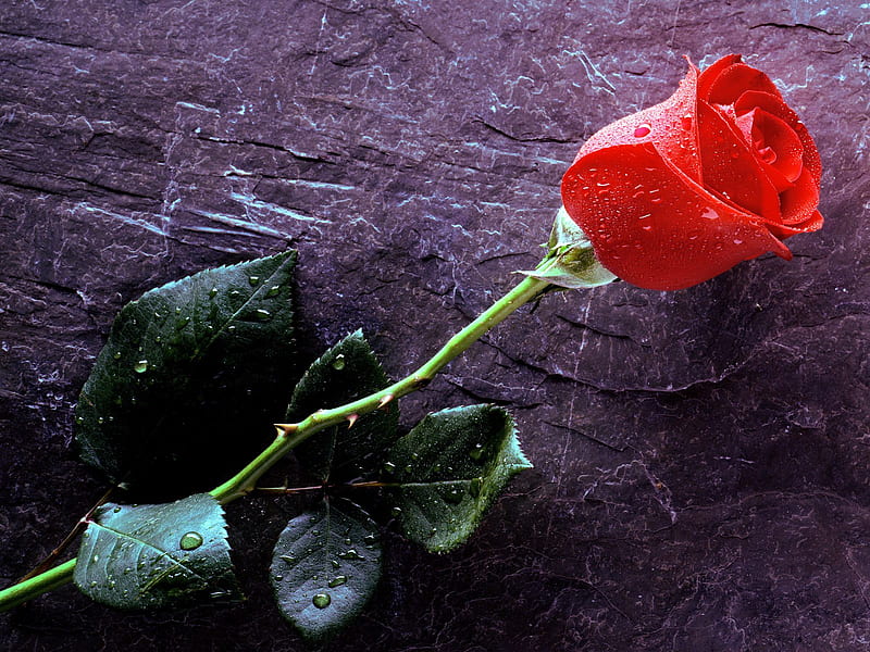 A Single Red Rose Laying on a Stone, red rose, single rose, rose, rosebud, HD wallpaper