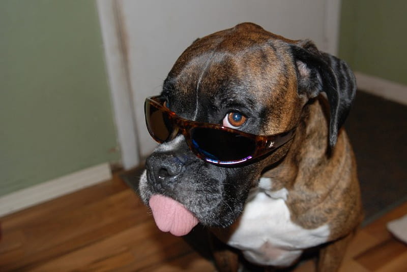 Cool Boxer, puppies, brindle, background animals, dogs, HD wallpaper