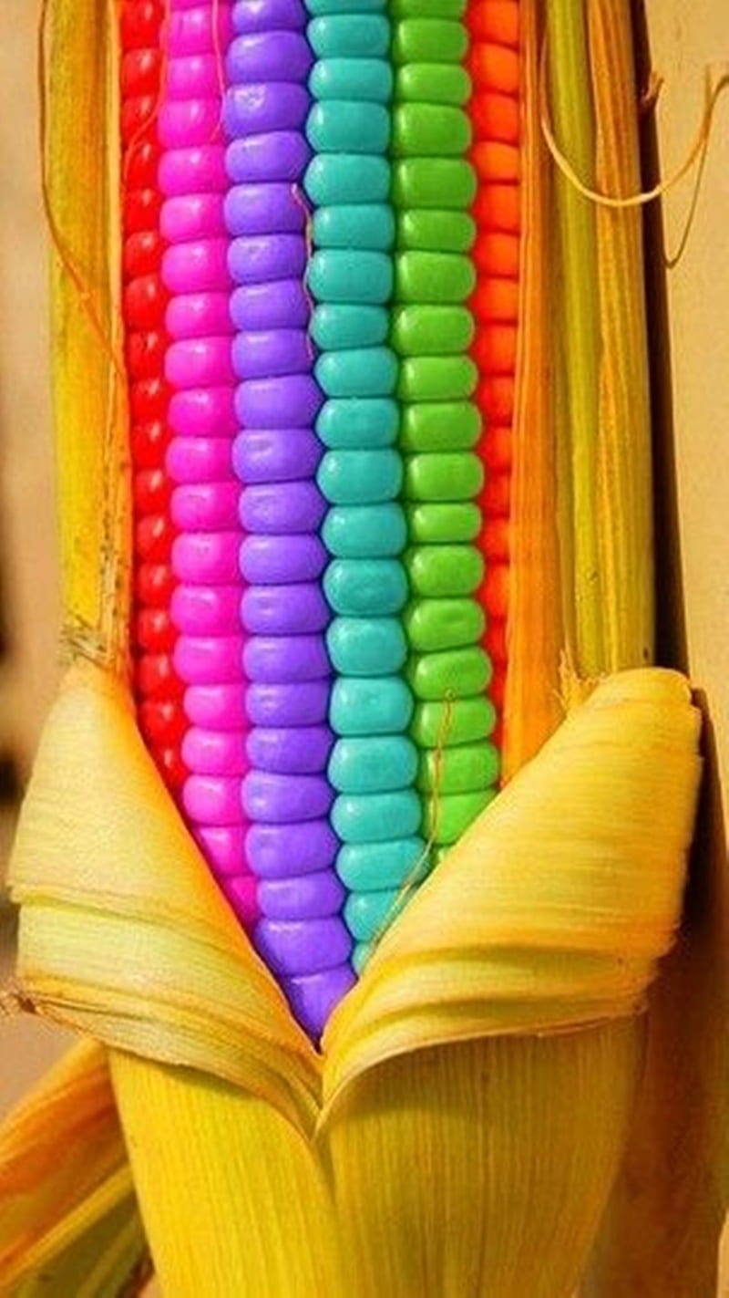 Colorful Corn, HD phone wallpaper