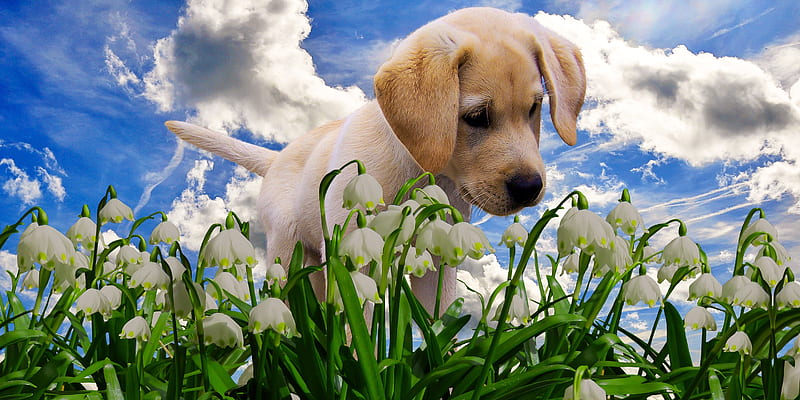 Puppy Sniffing Snowdrops, flowers, clouds, animal, dog, puppy, HD wallpaper