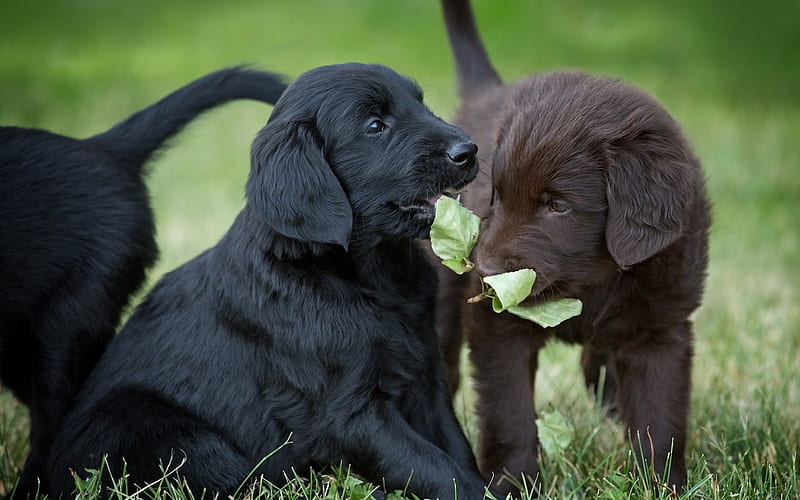black labrador puppy, small dogs, cute puppies, cute animals, retrievers, brown puppy, HD wallpaper