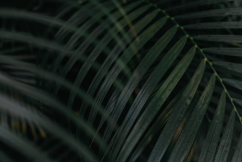 leaf, palm tree, plant, green, HD wallpaper
