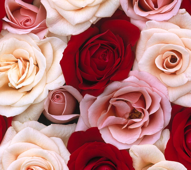 Bunch Of Roses, cute, feeling, love, rose, HD wallpaper