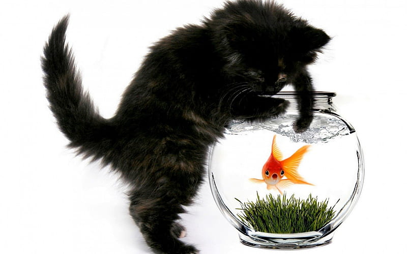 Come to me!, grass, orange, fish, aquarium, black, cat, animal, glass, water, green, funny, kitten, white, HD wallpaper