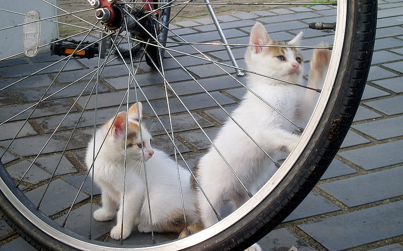 I'll Keep Watch You Let The Air Out, spokes, kittens, wheel, cycle, HD wallpaper