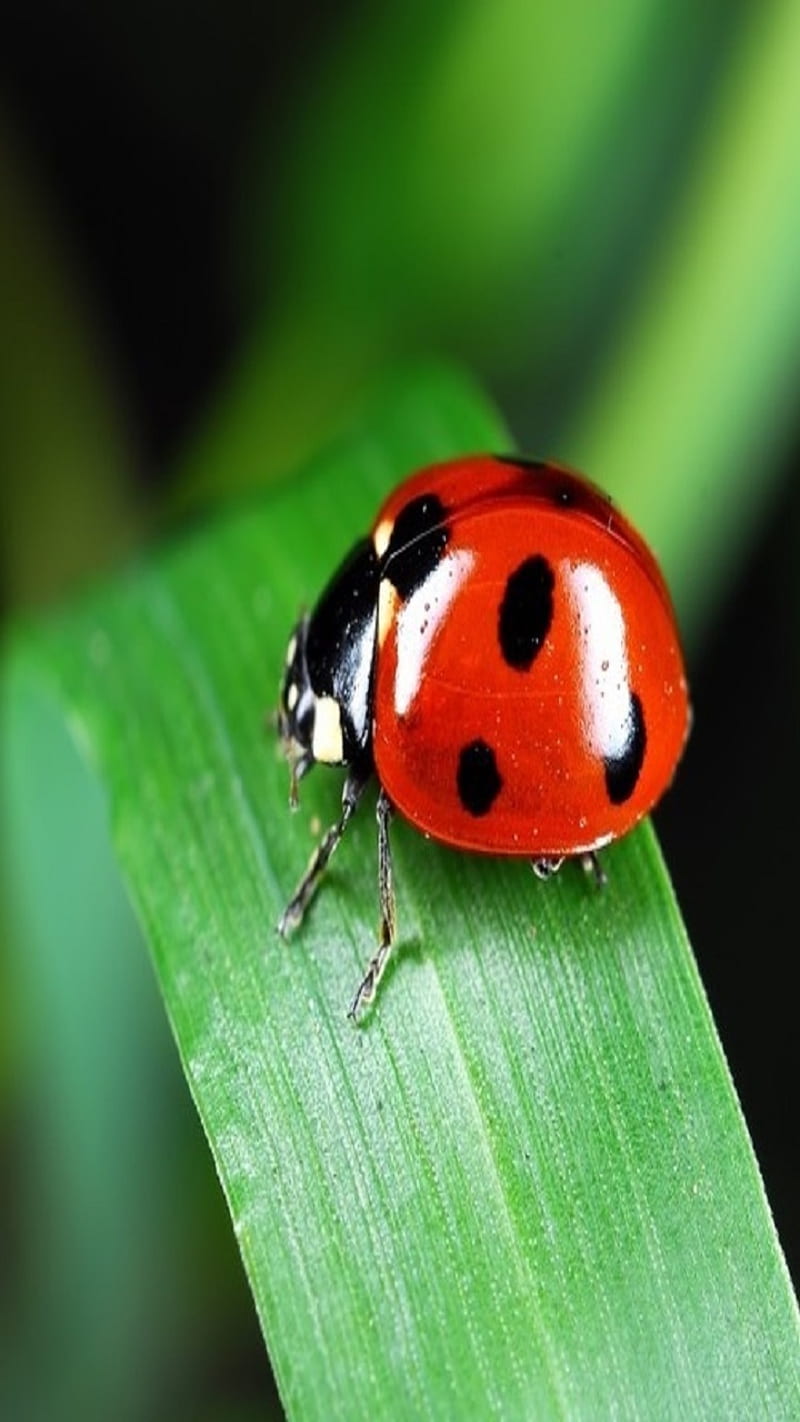 Ladybug, bugs, insects, nature, HD phone wallpaper | Peakpx