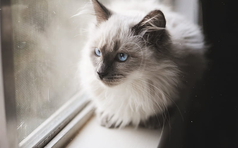 cat, blue eyes, Balinese cat, pets, HD wallpaper