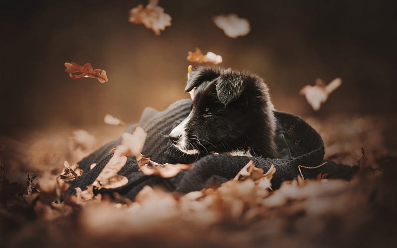 Border Collie, black cute puppy, pets, autumn, small black dog, puppies, HD wallpaper