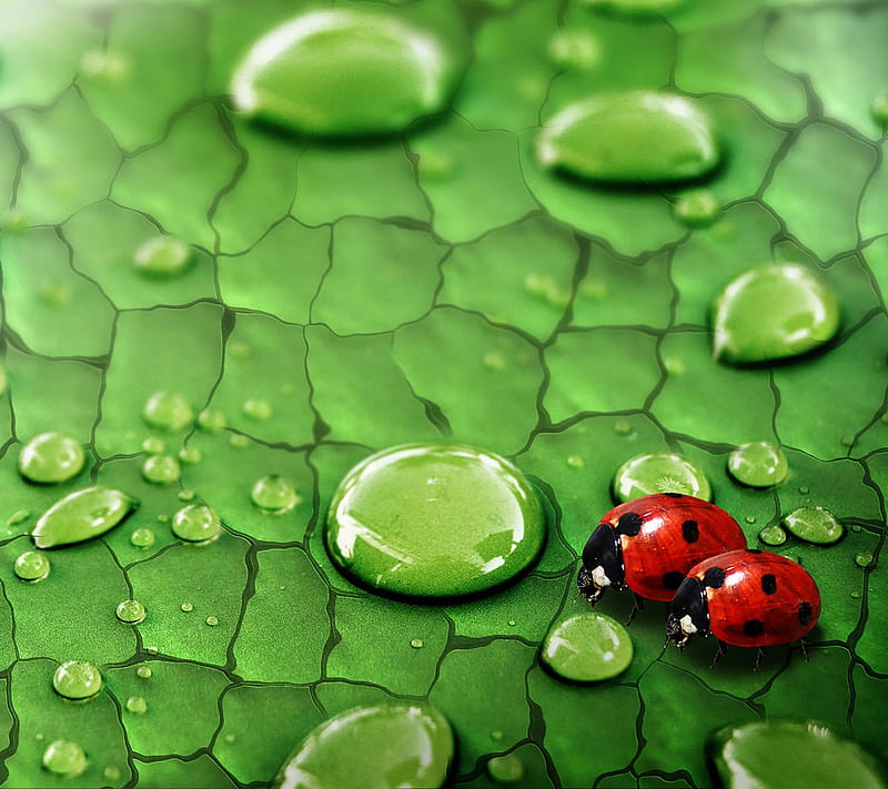 ladybugs, animal, galaxy, green, red, s4, samsung, HD wallpaper