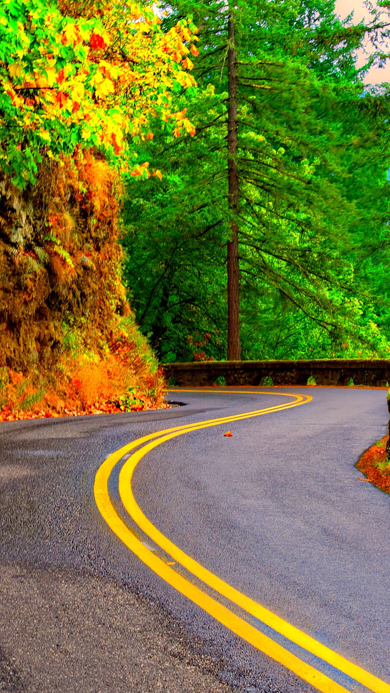 Autumn Road , fall, tree, colorful, foliage, green, HD phone wallpaper