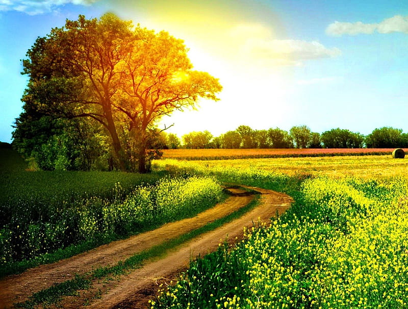 Sunny path near the field, glow, sun, grass, dazzling, rats, sunny, shine,  bonito, HD wallpaper | Peakpx