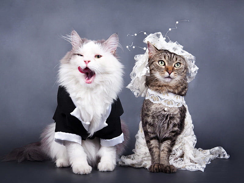Download Matching Cat Pfp Wedding Wallpaper