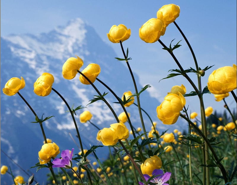 alpine flowers, yellow, flowers, spring, alpine, HD wallpaper