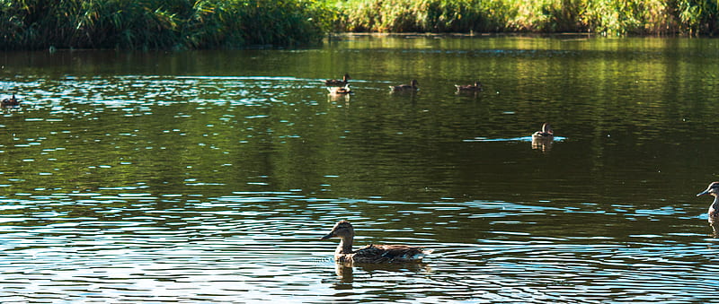 2 brown and black duck on water during daytime, HD wallpaper