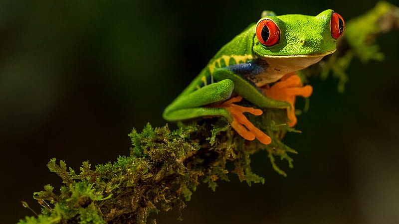 Red Eyed Green Yellow Frog On Small Green Plants Covered Tree Branch Frog, HD wallpaper