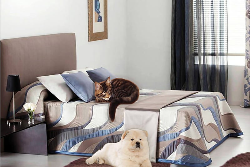 dog & cat, sleep, cat, rom, dog, HD wallpaper