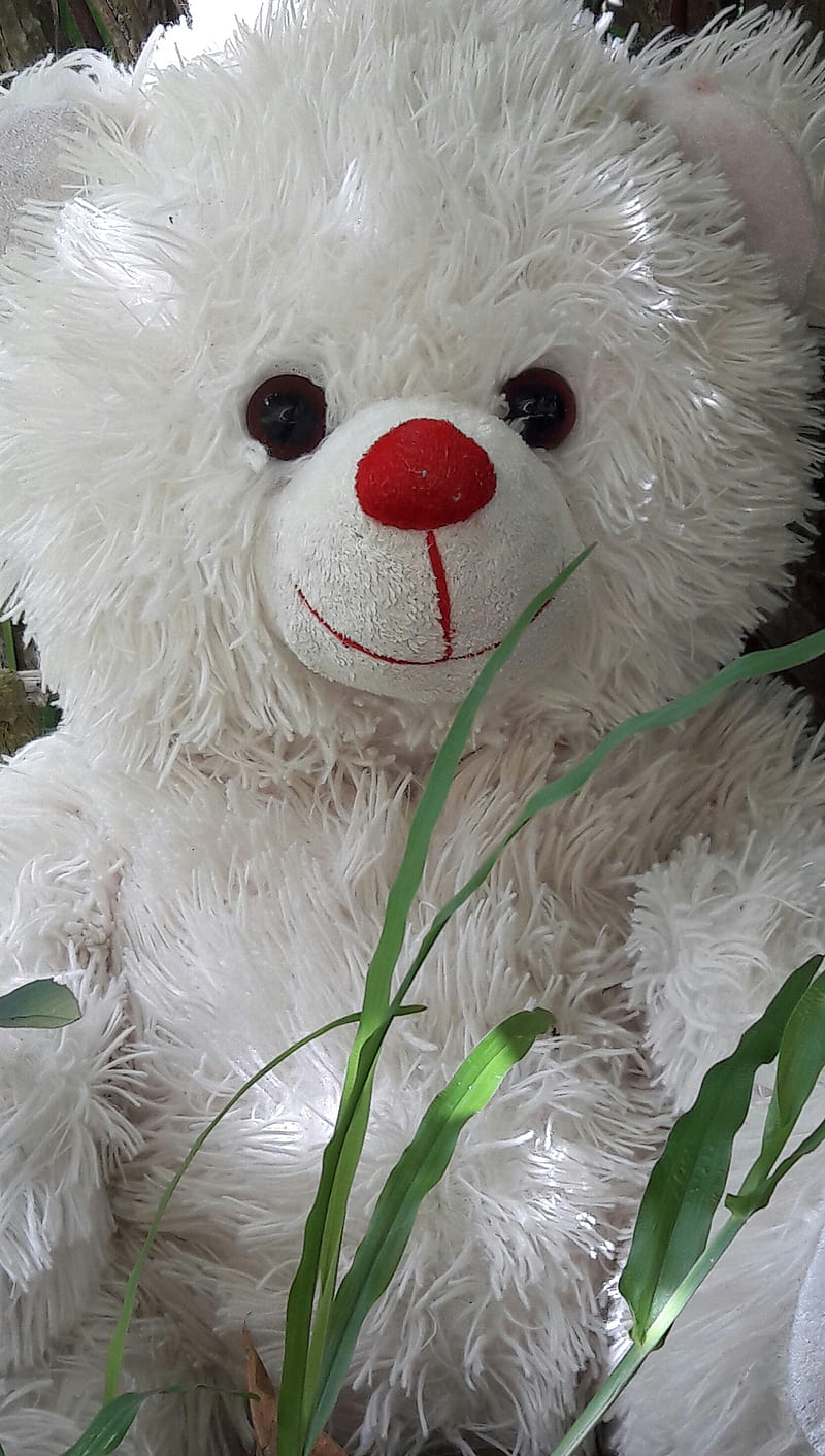 Smiling Teddy 2, cute, green, nature, red, smile, teddy bear, white, HD phone wallpaper