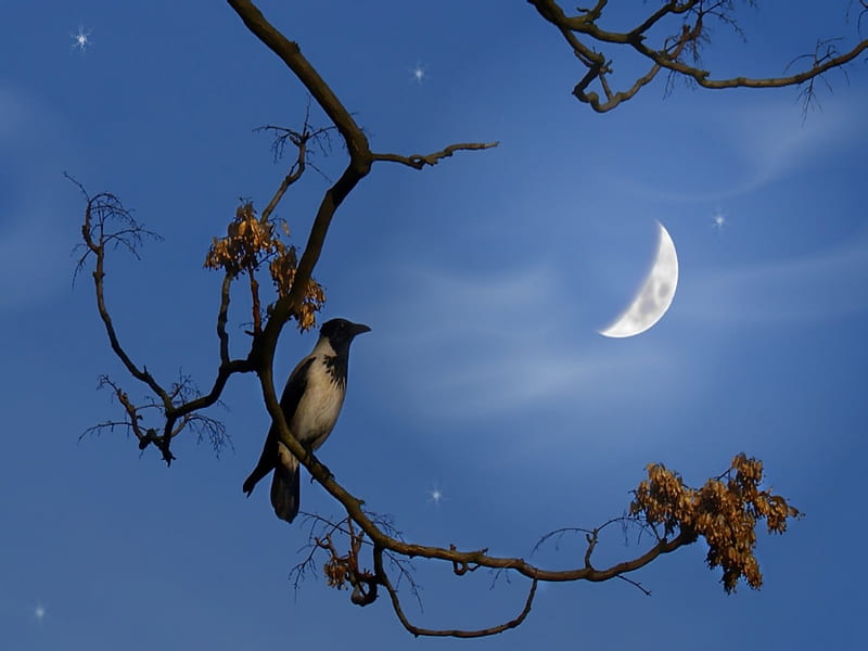 Night Bird Stars Moon Bird Branch Night Hd Wallpaper Peakpx