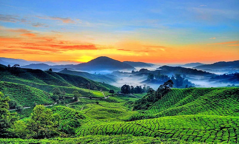 Foggy Dawn, orange, Malaysia, yellow, bonito, trees, fog, roads, green, mountains, Cameron Highlands, sunrise, blue, tea fields, HD wallpaper