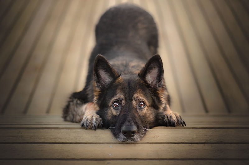 Dogs, German Shepherd, Dog, Pet, Stare, HD wallpaper | Peakpx