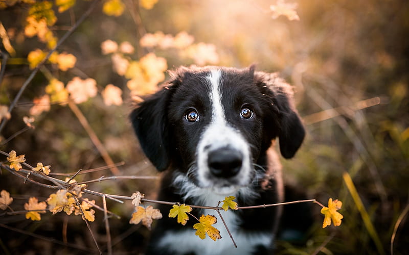 border collie, black cute puppy, small black dog, autumn, yellow leaves, dogs, HD wallpaper