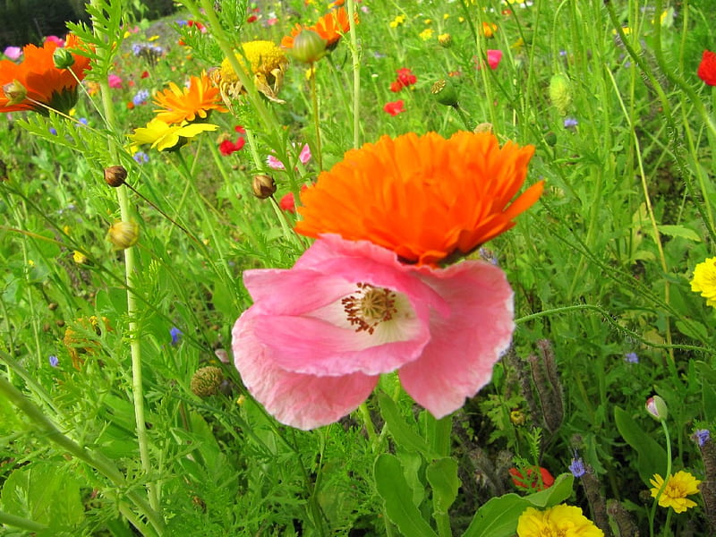 summer meadow, colourful, poppies, summer, flowers, meadow, HD wallpaper