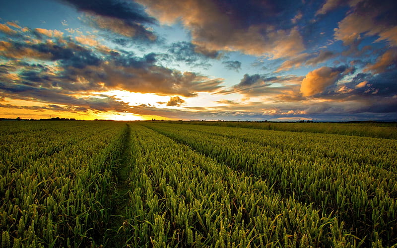 Sunset, grass, bonito, clouds, splendor, pathway, green, path, beauty ...