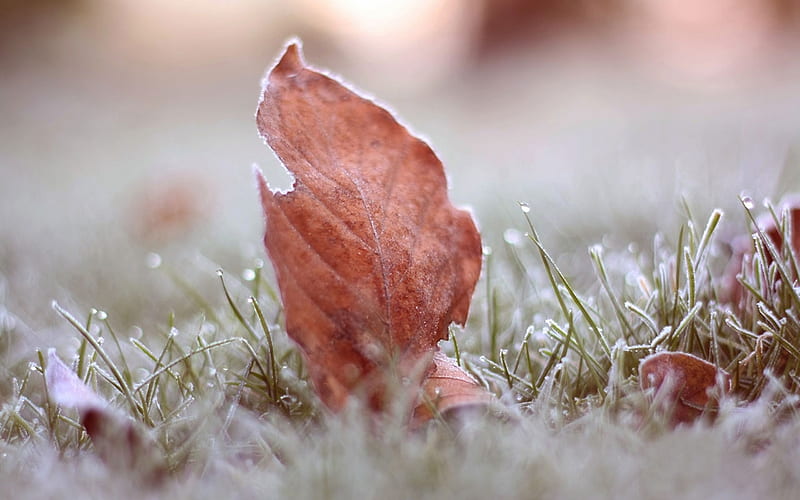 Early frost, hoarfrost, leaves, grass, brown, folliage, nature, winter, frost, HD wallpaper