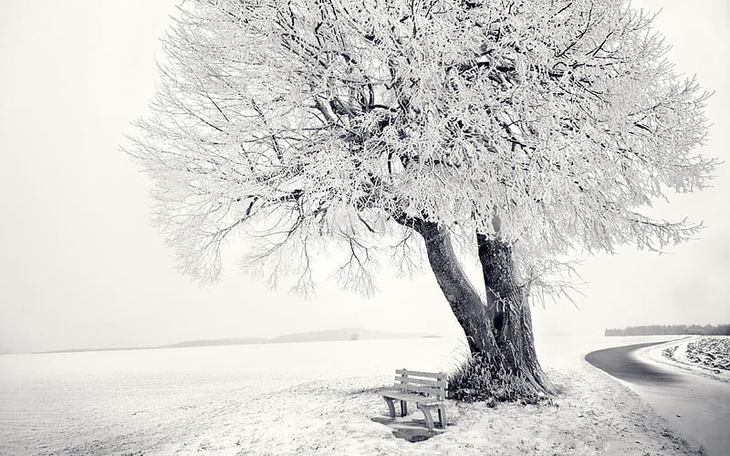 Frozen Tree, rural, tree, bench, nature, fields, bonito, road, winter, HD wallpaper