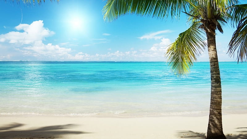 720P free download | Summer Beach, sand, sun, palms tree, ocean, HD ...