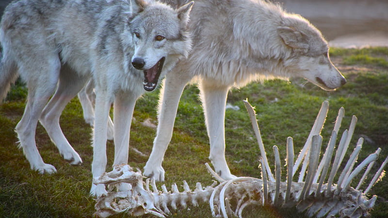Animal Two White Wolves Standing Near A Skeleton Animals, HD wallpaper