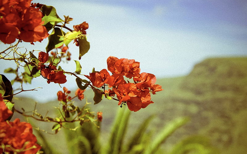 BOUGAINVILLEA, red, sun, relax, flowers, palm, blue sky, mood, HD wallpaper