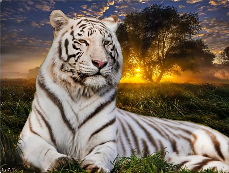 White tiger at rest, sun, tiger, white, trees, HD wallpaper | Peakpx
