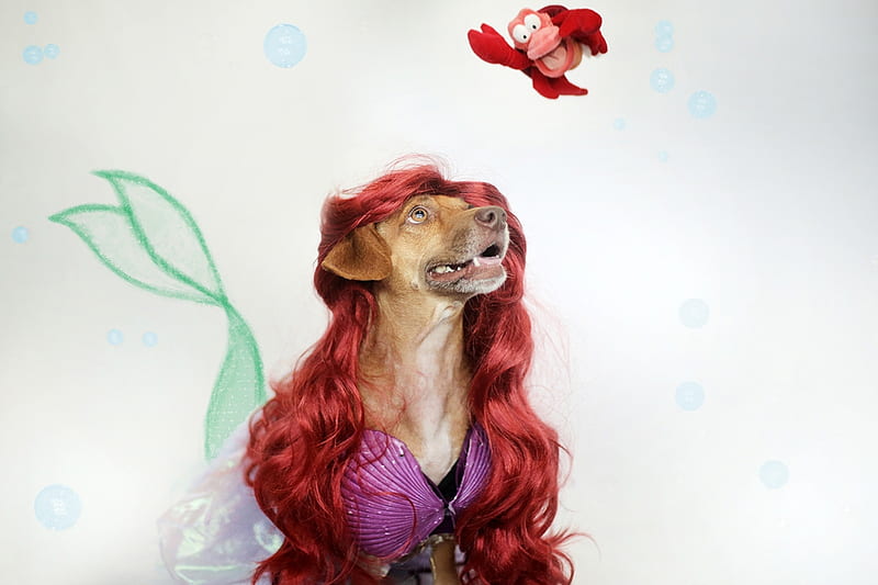 Ariel, red, fanart, redhead, caine, mermaid, creative, animal, crab, cute, fantasy, green, funny, white, disney, dog, HD wallpaper