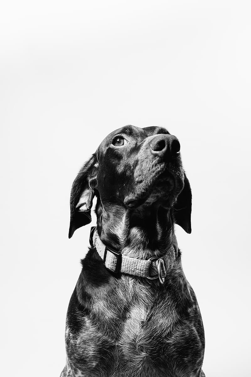 short-coated black dog, HD phone wallpaper