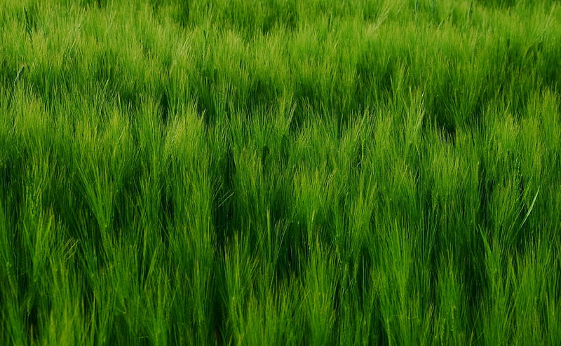 Green Barley Field Ultra, Seasons, Spring, Green, Field, background, crops, Farming, barley, cereals, HD wallpaper