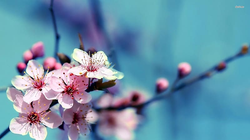 Flowers, , Spring, Cherry Blossom, Blossom, HD wallpaper | Peakpx