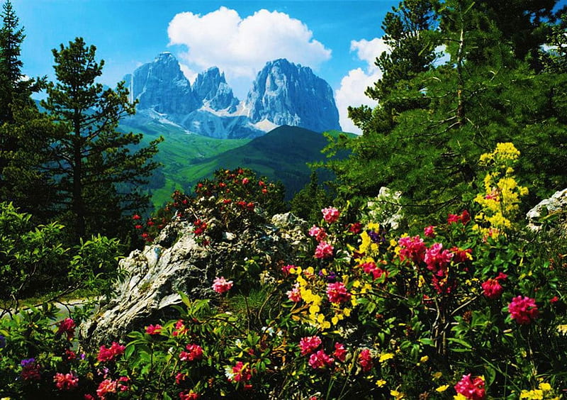 Sassolungo, Val Gardena, blossoms, flowers, trees, landscape, HD wallpaper