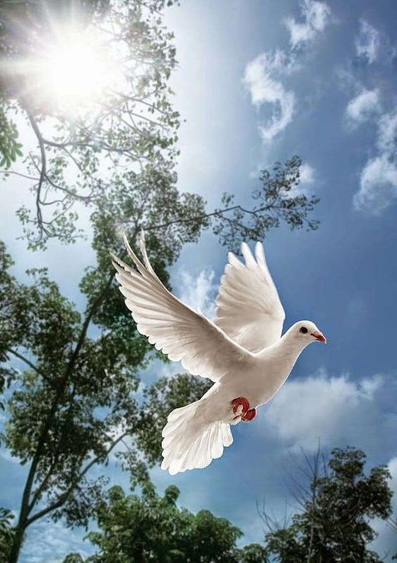 Dove, peace, HD phone wallpaper | Peakpx