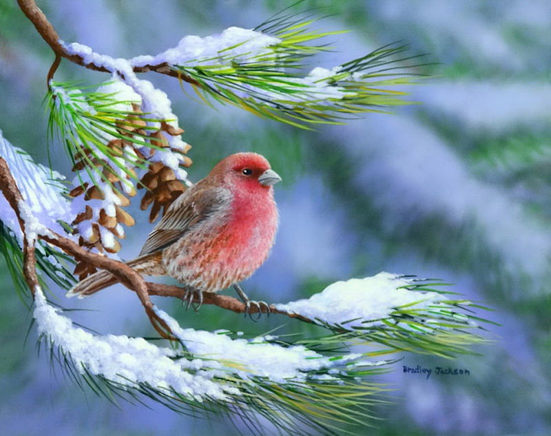 Winter perch-house finch, cone, pretty, house, bonito, adorable, finch, snowy, perch, animal, sweet, nice, forest, lovely, lonely, winter, cute, tree, bird, snow, nature, branches, HD wallpaper