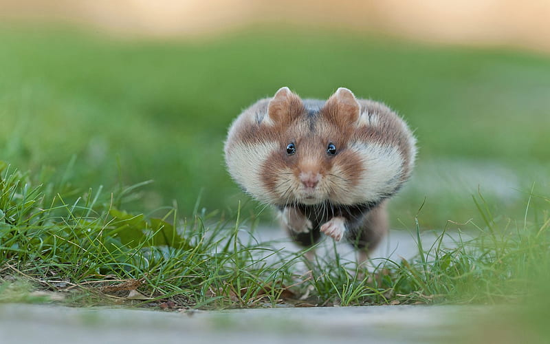 Flying hamster, funny animals, bokeh, cute animals, hamster, running hamster,  HD wallpaper | Peakpx